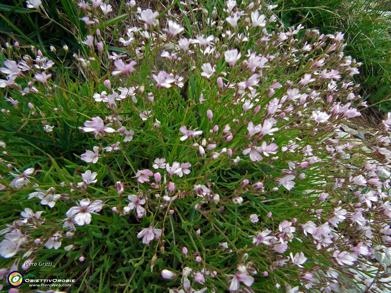 20 Gipsofila strisciante (Gypsophila repens).JPG